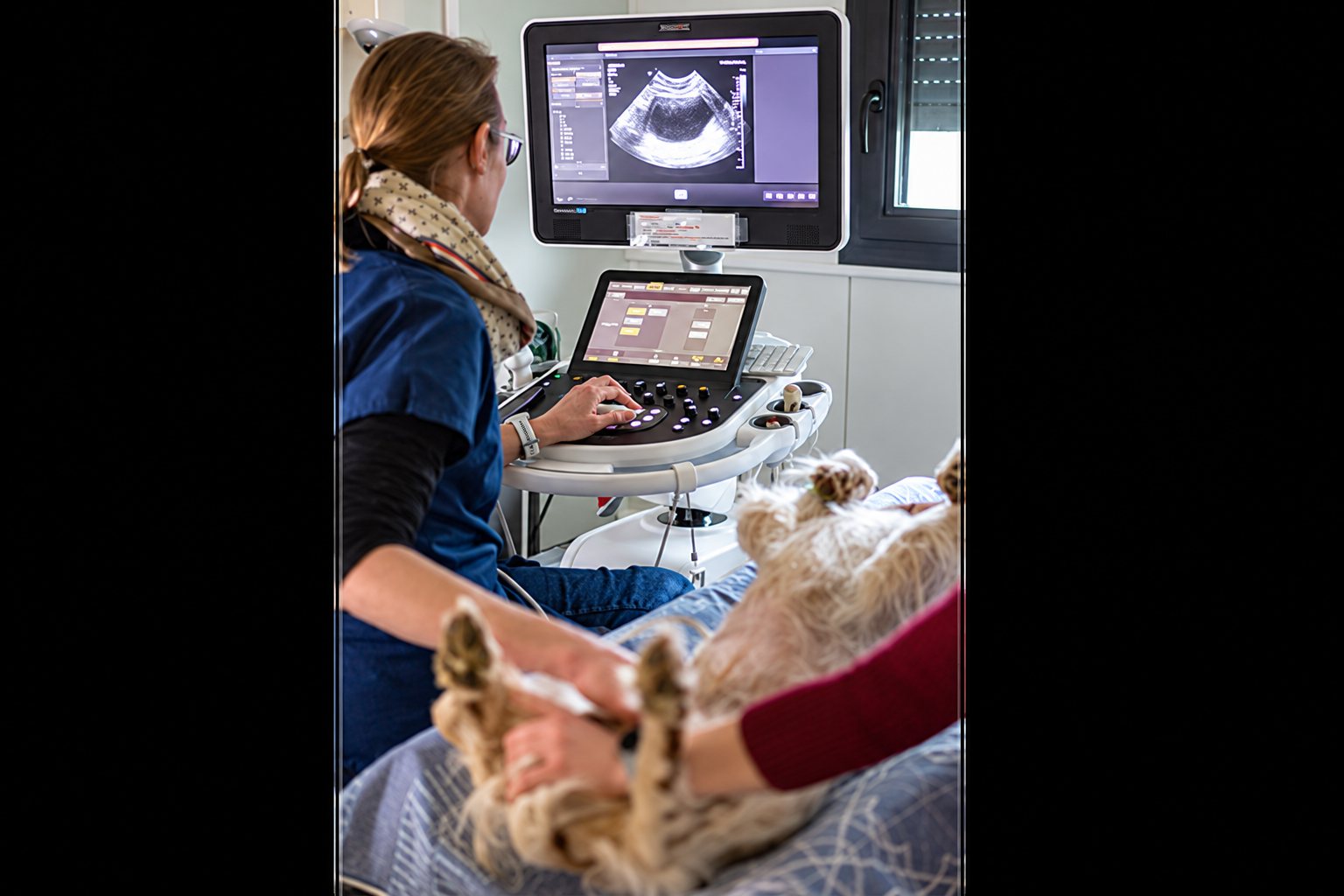 Une vétérinaire en blouse bleue réalise une échographie sur un chien allongé, tandis qu'une autre personne le maintient devant un écran d'imagerie.