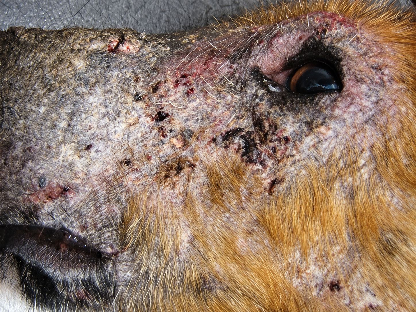 Gros plan sur la tête d'un animal au pelage roux, dont la peau près de l'œil et du museau est croûteuse et irritée.