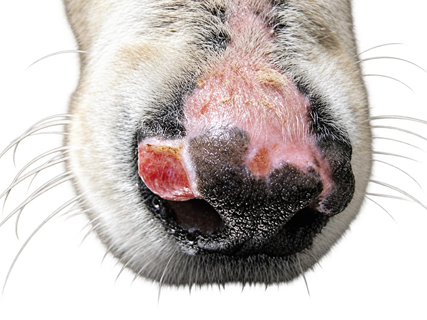Gros plan sur le museau d'un chat blanc et noir avec une plaie rouge et des croûtes sur la truffe, posé sur une surface métallique.