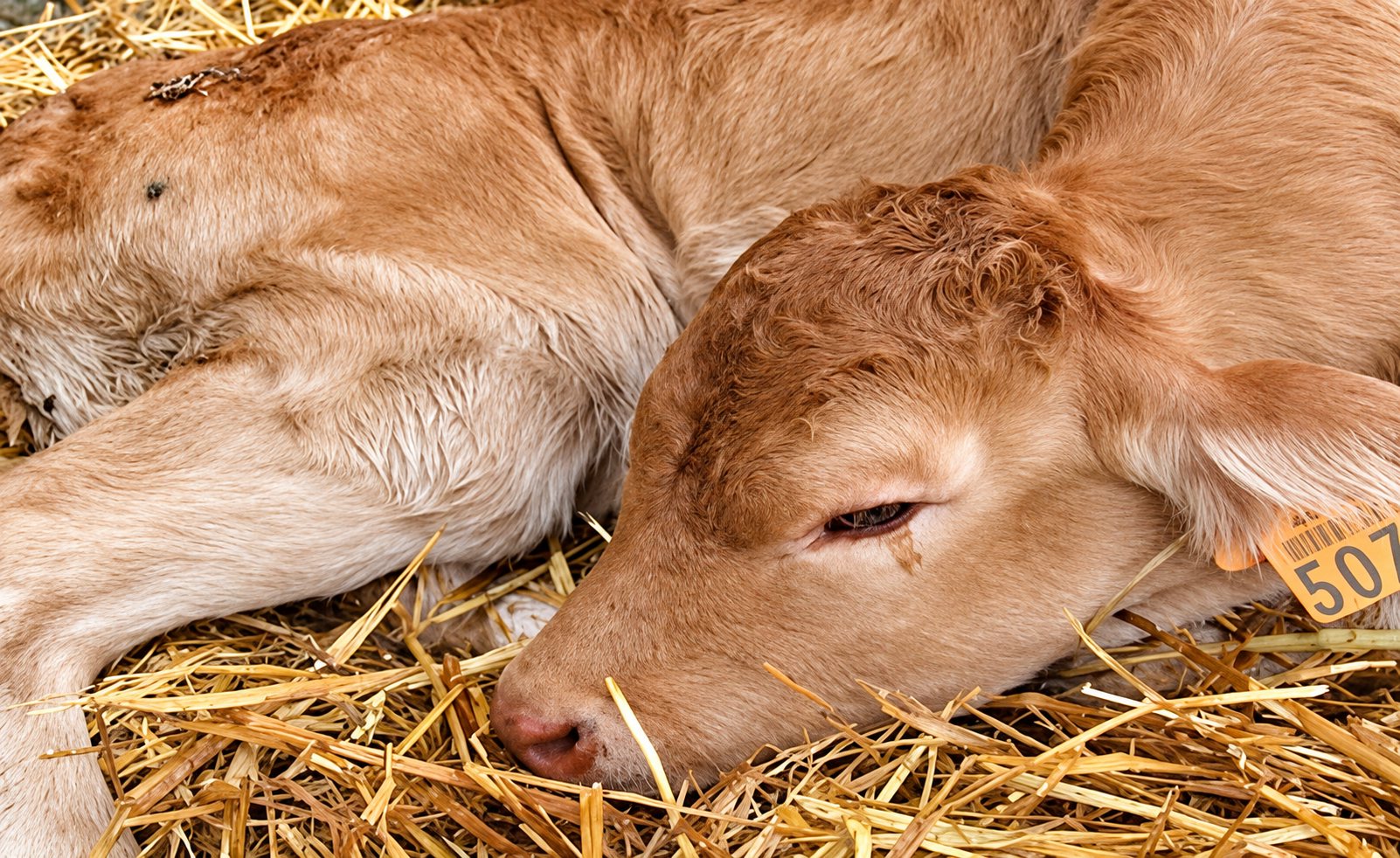 Un jeune veau au pelage beige clair dort allongé sur la paille, une étiquette jaune portant le numéro 50 fixée à l'oreille.