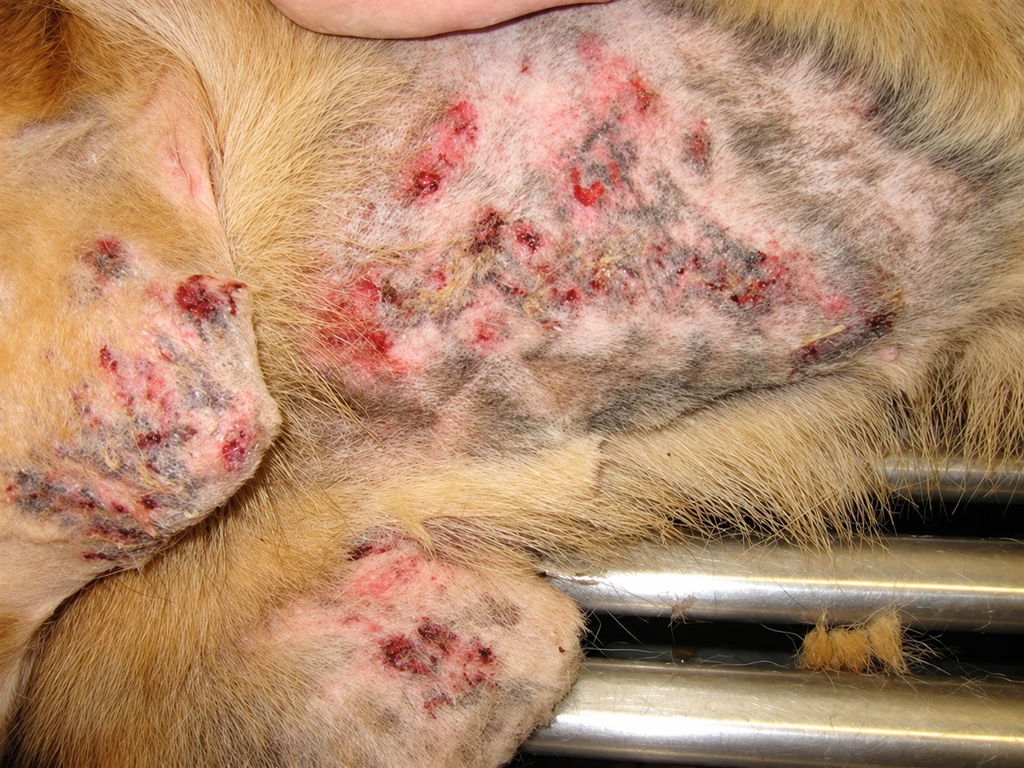 Gros plan sur la peau d'un chien au pelage clairsemé, couverte de rougeurs et de croûtes, allongé sur une table d'examen métallique.