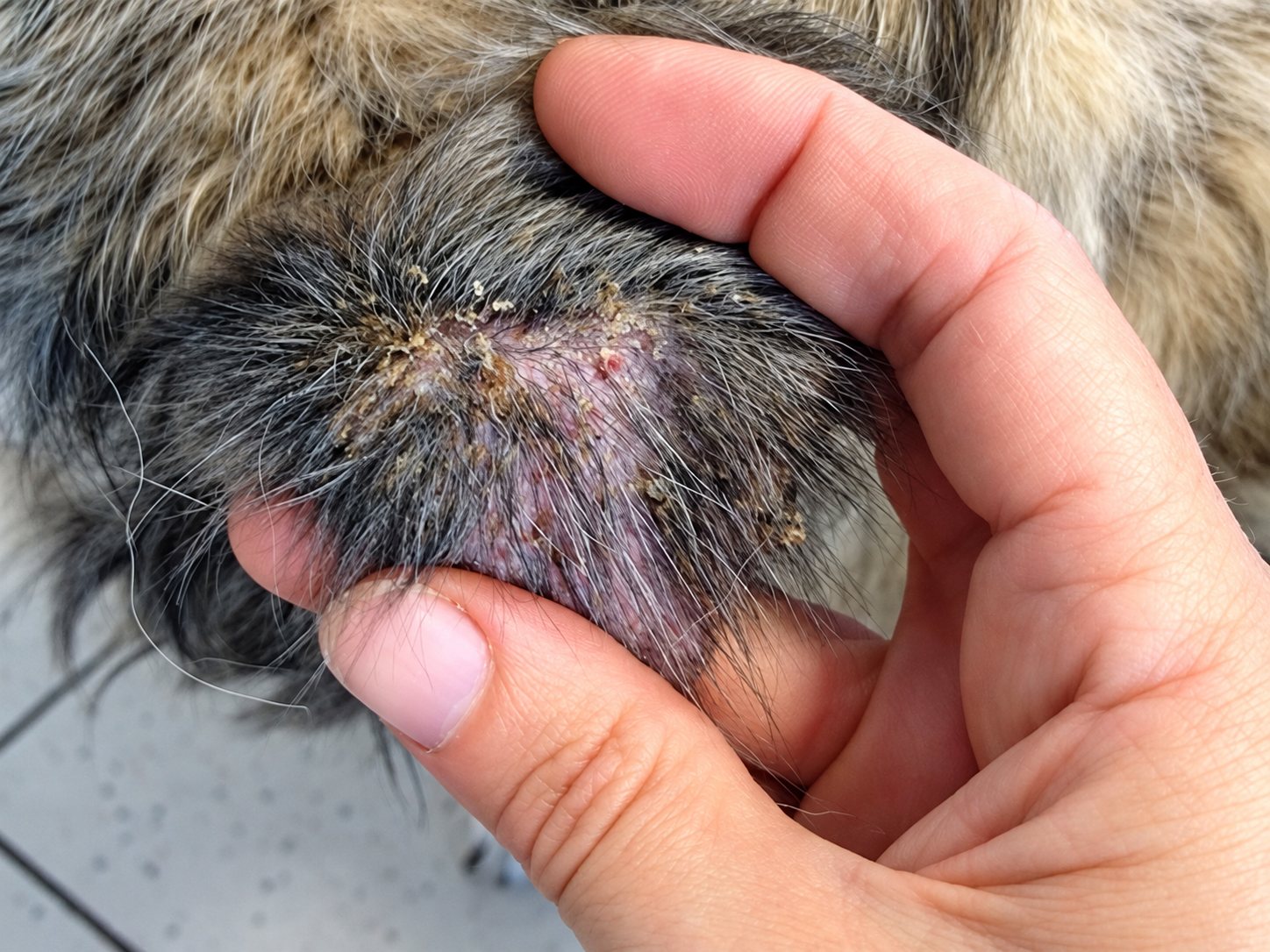 Une main tient la patte d'un animal au pelage gris et touffu, dont la peau rougie présente des croûtes et une irritation.