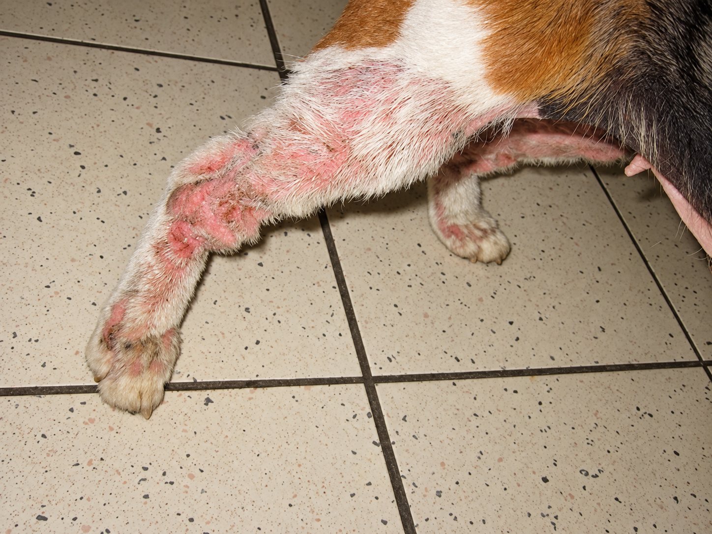 Gros plan sur les pattes arrière d'un chat au pelage clairsemé, avec une peau rouge et irritée, posé sur un sol carrelé beige.