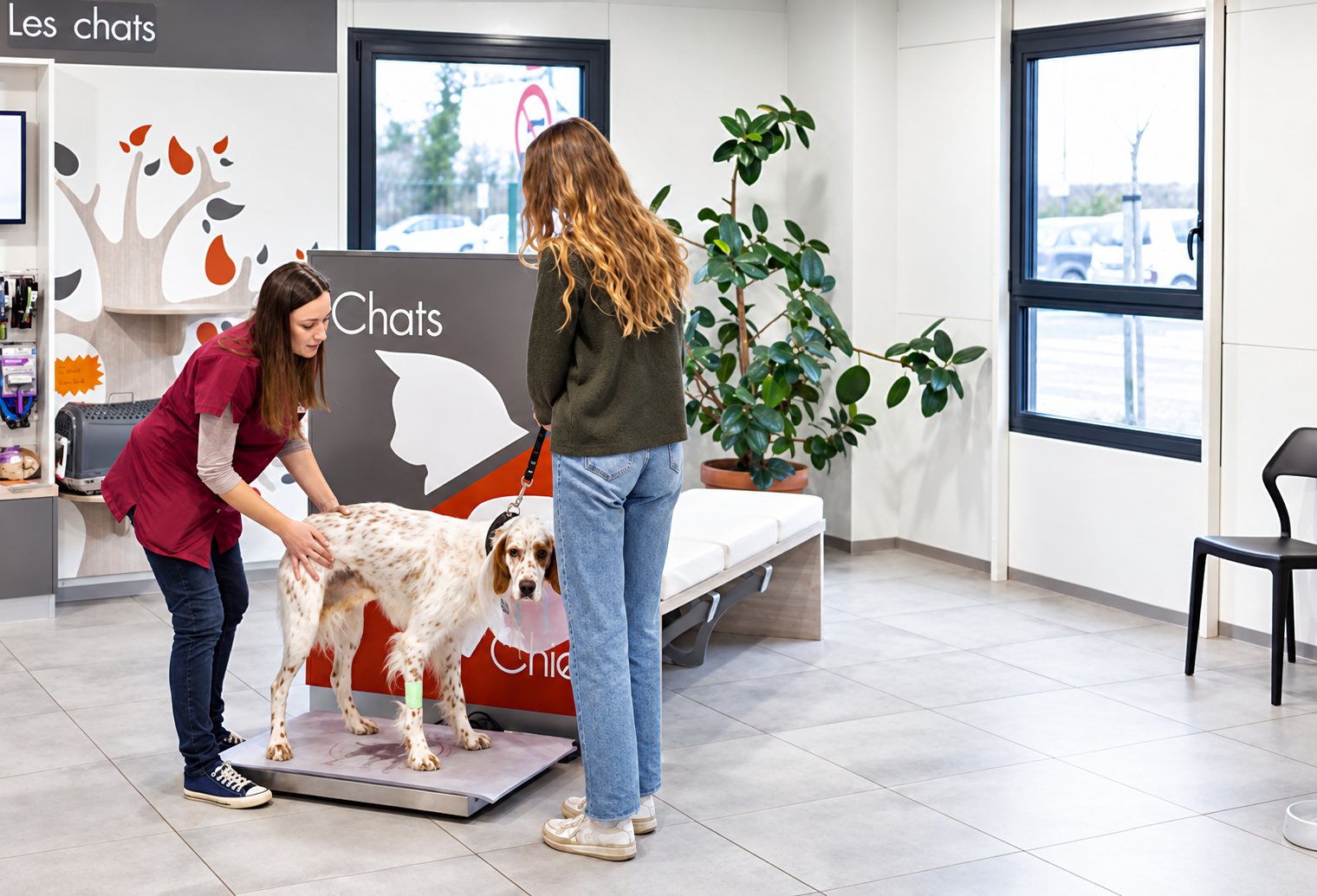 Une soignante en blouse bordeaux pèse un setter blanc et marron sur une balance, tandis que sa propriétaire le tient en laisse dans une salle d'attente lumineuse.