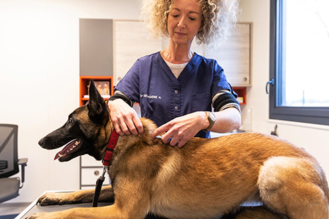 Une praticienne en tenue bleue palpe le dos d'un chien malinois à collier rouge allongé sur une table dans un cabinet clair.