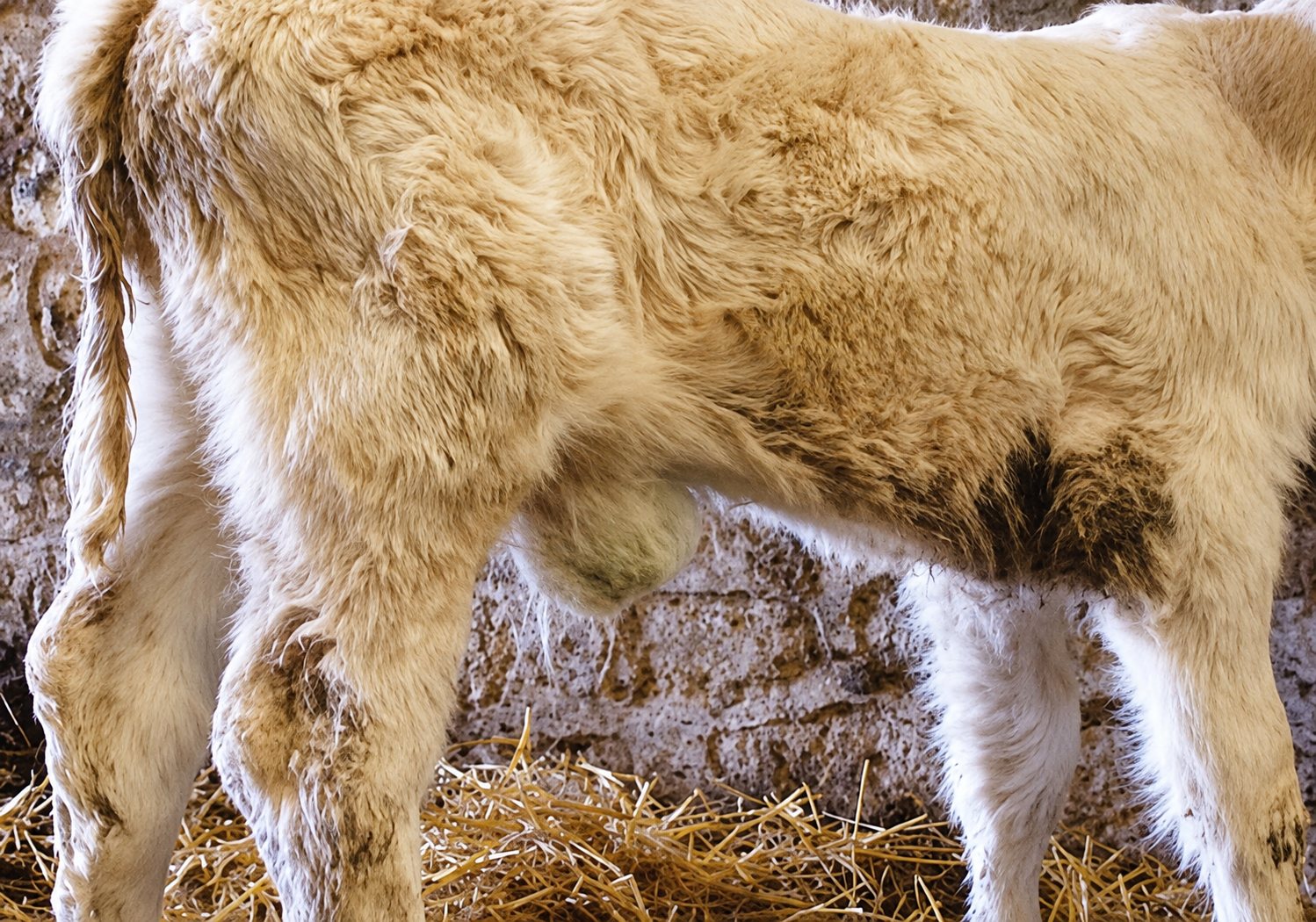 Gros plan sur le flanc et les pattes d'un jeune veau au pelage crème et frisé, debout sur de la paille devant un mur de pierre.