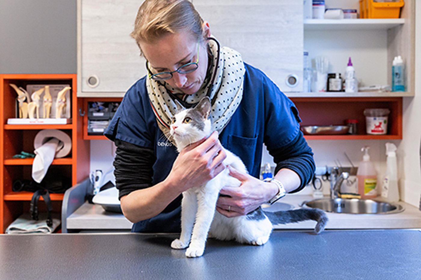 Une vétérinaire en blouse bleue et foulard à pois examine délicatement un chat blanc et gris posé sur la table d'un cabinet vétérinaire.