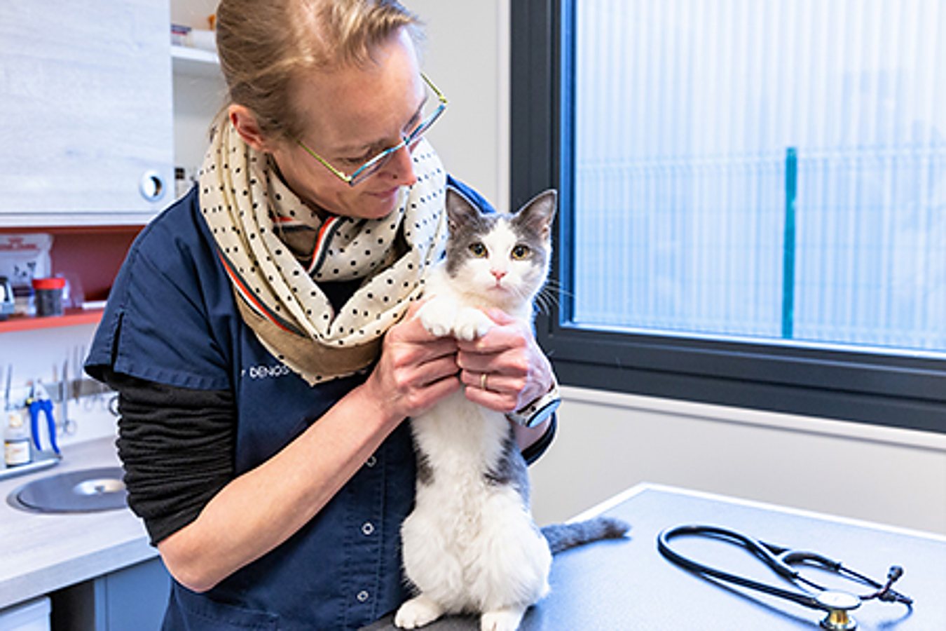 Une vétérinaire en blouse bleue et foulard tient délicatement un chat gris et blanc debout sur la table d'examen, près d'un stéthoscope.